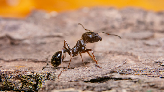 A Homeowner’s Guide to Controlling Outdoor Ants