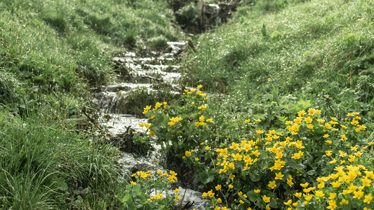 Common Signs of Lawn Drainage Issues